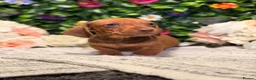 Dachshund dogs for sale: Standard Dachshund Puppies - READY NOW - Advert 31