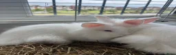 Lionhead rabbits for sale: 3 beautiful lion heads  - Advert 6