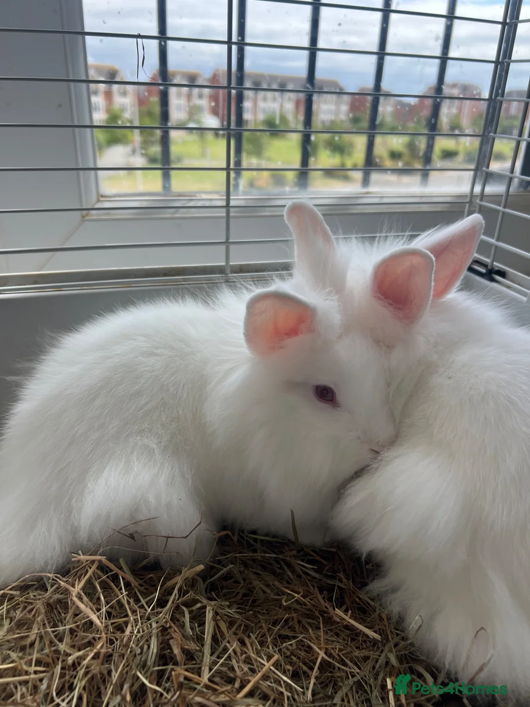 Lionhead rabbits for sale: 3 beautiful lion heads  - Advert 6
