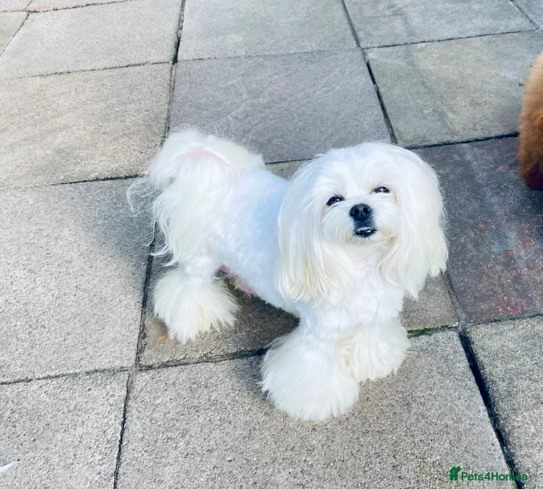 Maltipoo dogs for sale: Tiny Asian poodle/Korean Maltipoos *ready now* - Advert 7
