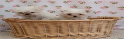 Maltese dogs for sale: Maltese  - Advert 5