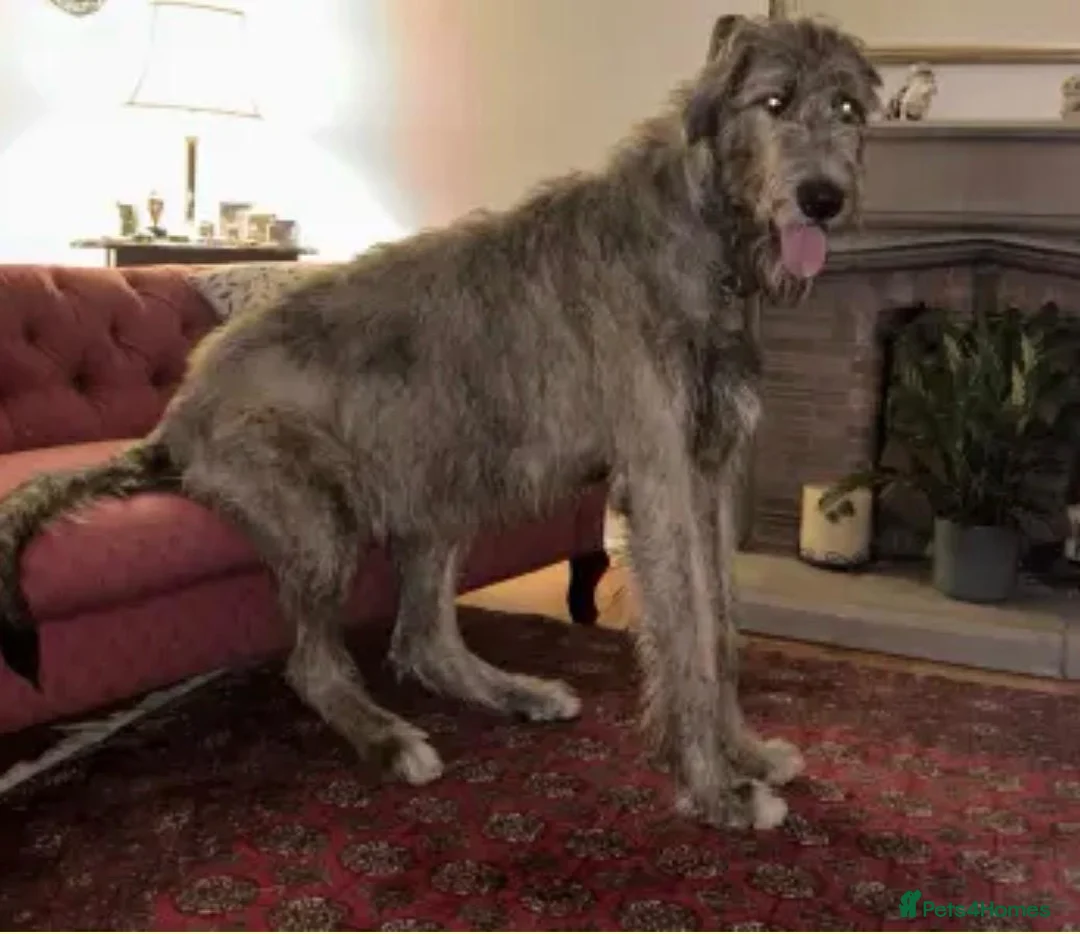 Irish Wolfhound dogs for stud: Mr Jack Rafferty  - Advert 4