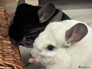 Chinchilla rodents Two Male Chinchillas with Cage and Set-Up - Advert 5