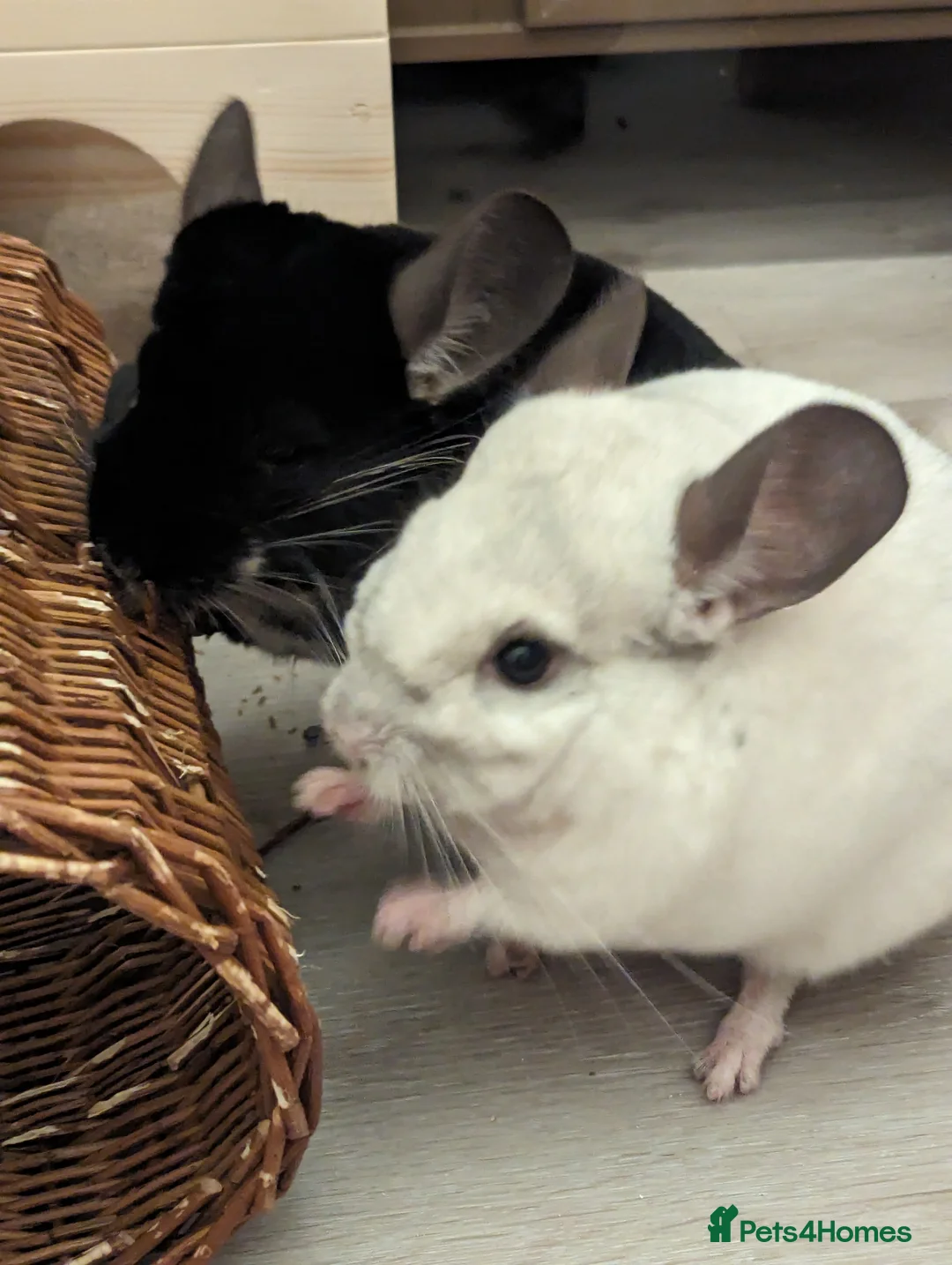 Chinchilla rodents for sale: Two Male Chinchillas with Cage and Set-Up - Advert 1