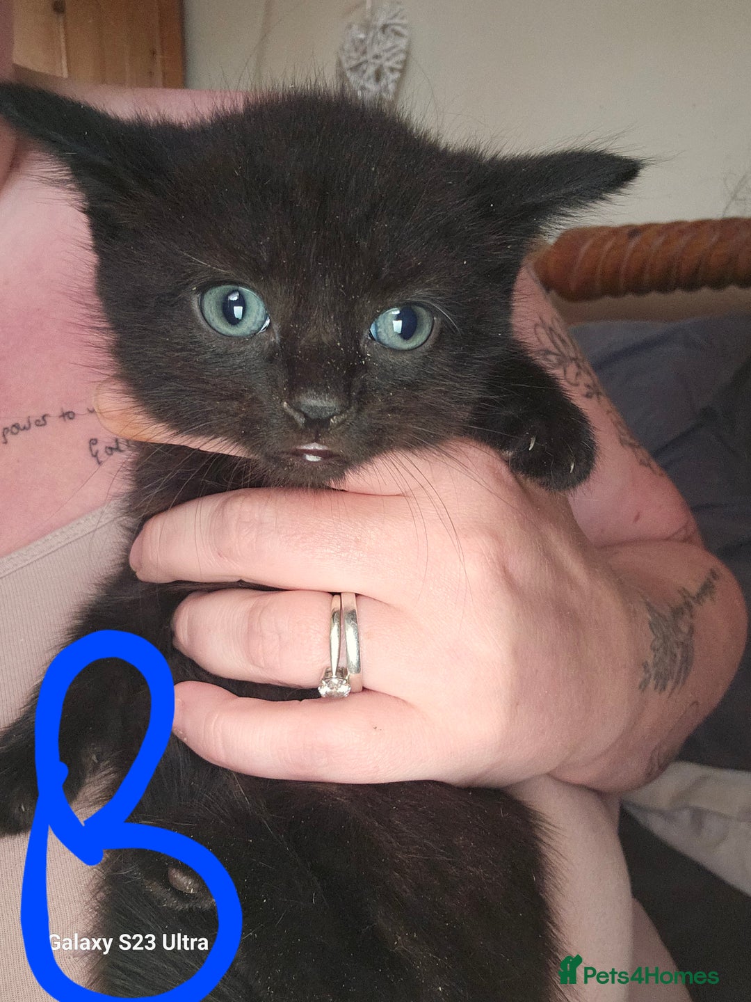 Mixed Breed cats for sale: 4 Beautiful Kittens **2 Black & White Boys Left** - Image 9