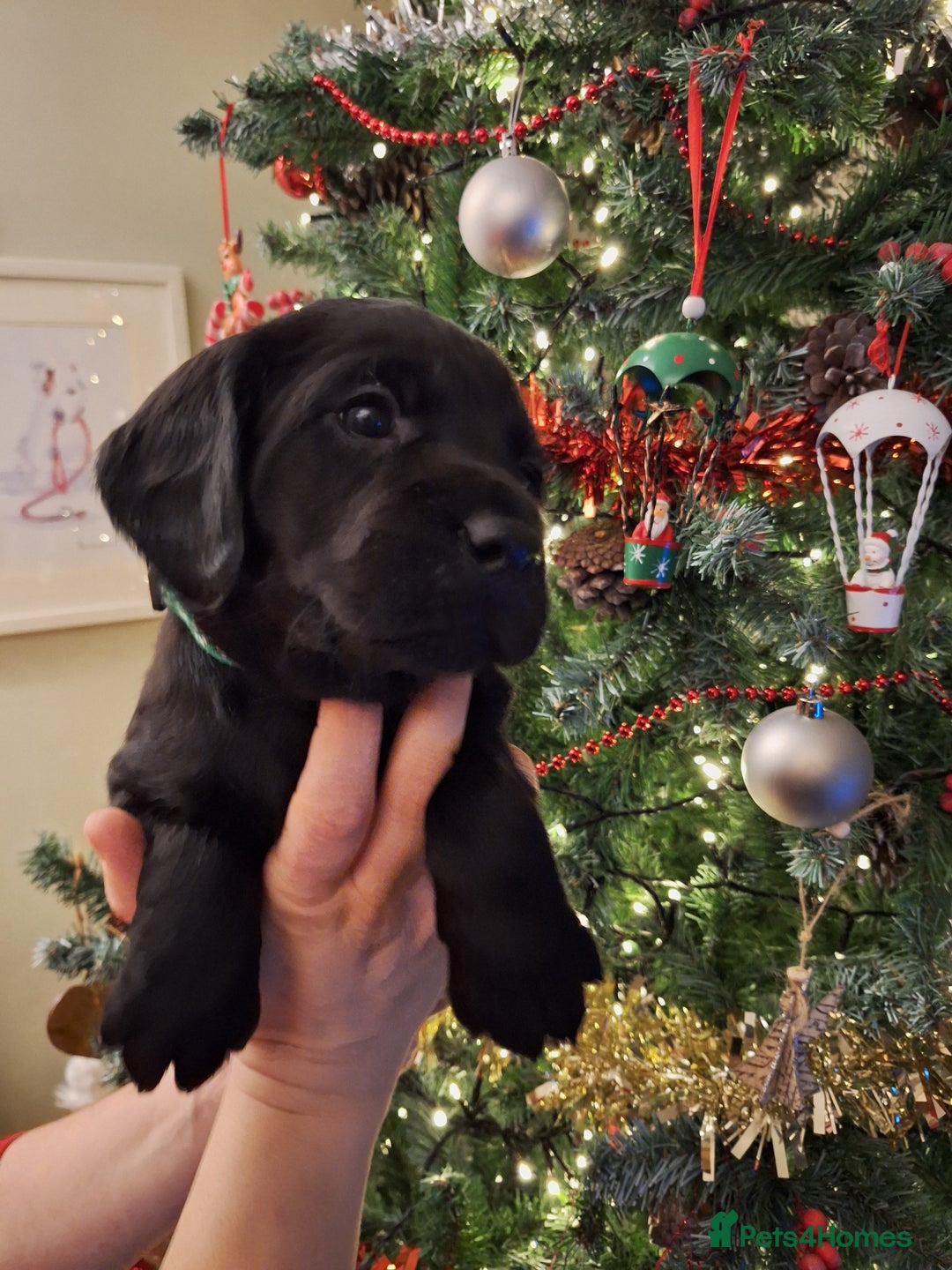 Cockerdor dogs for sale: stunning cockerdors (1left)🐶 5⭐️ licensed breeder - Advert 2