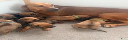 Rhodesian Ridgeback dogs for sale: Rhodesian Ridgeback Puppies Full European Pedigree - Advert 1