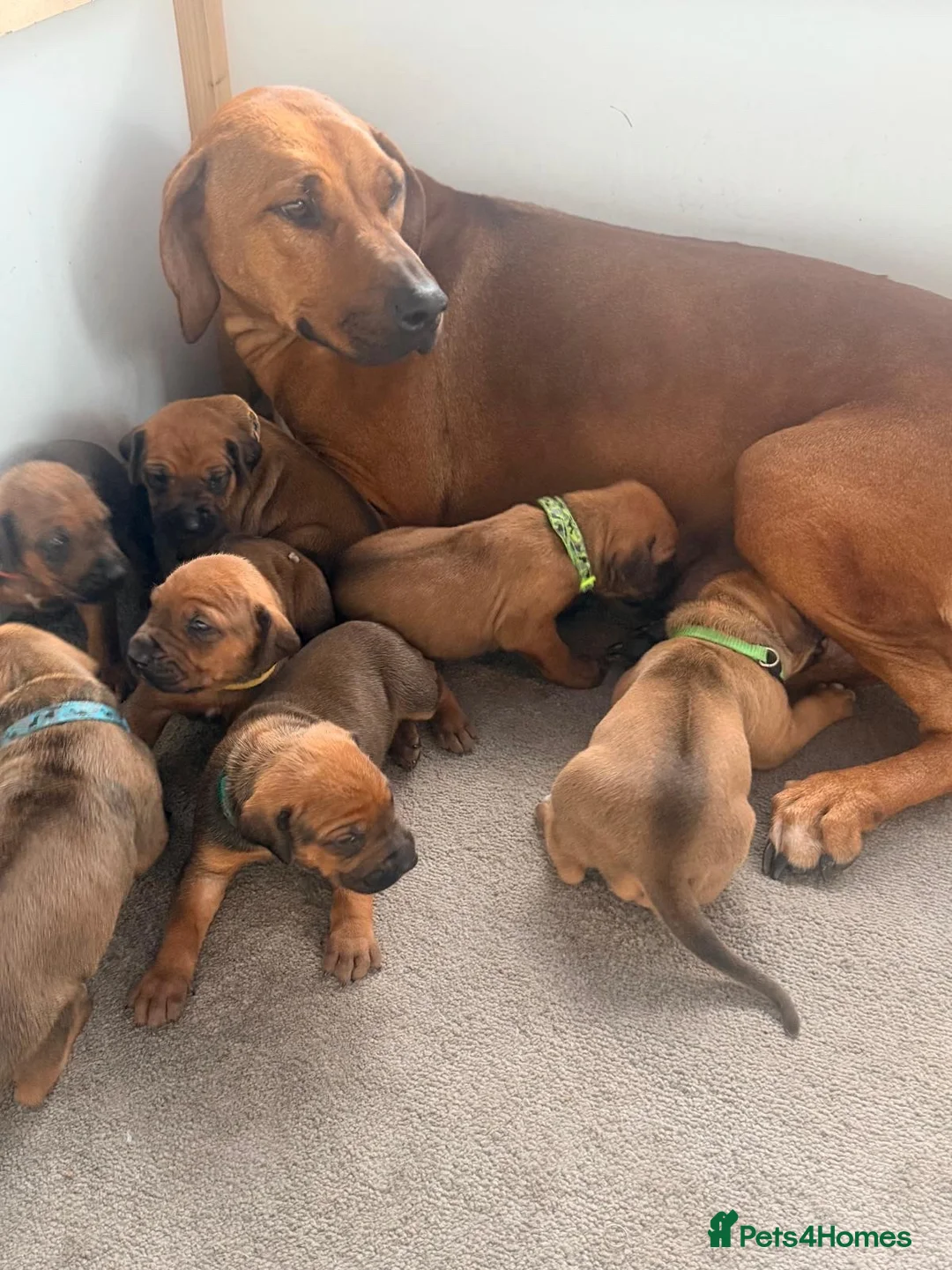 Rhodesian Ridgeback dogs for sale: Rhodesian Ridgeback Puppies Full European Pedigree - Advert 1