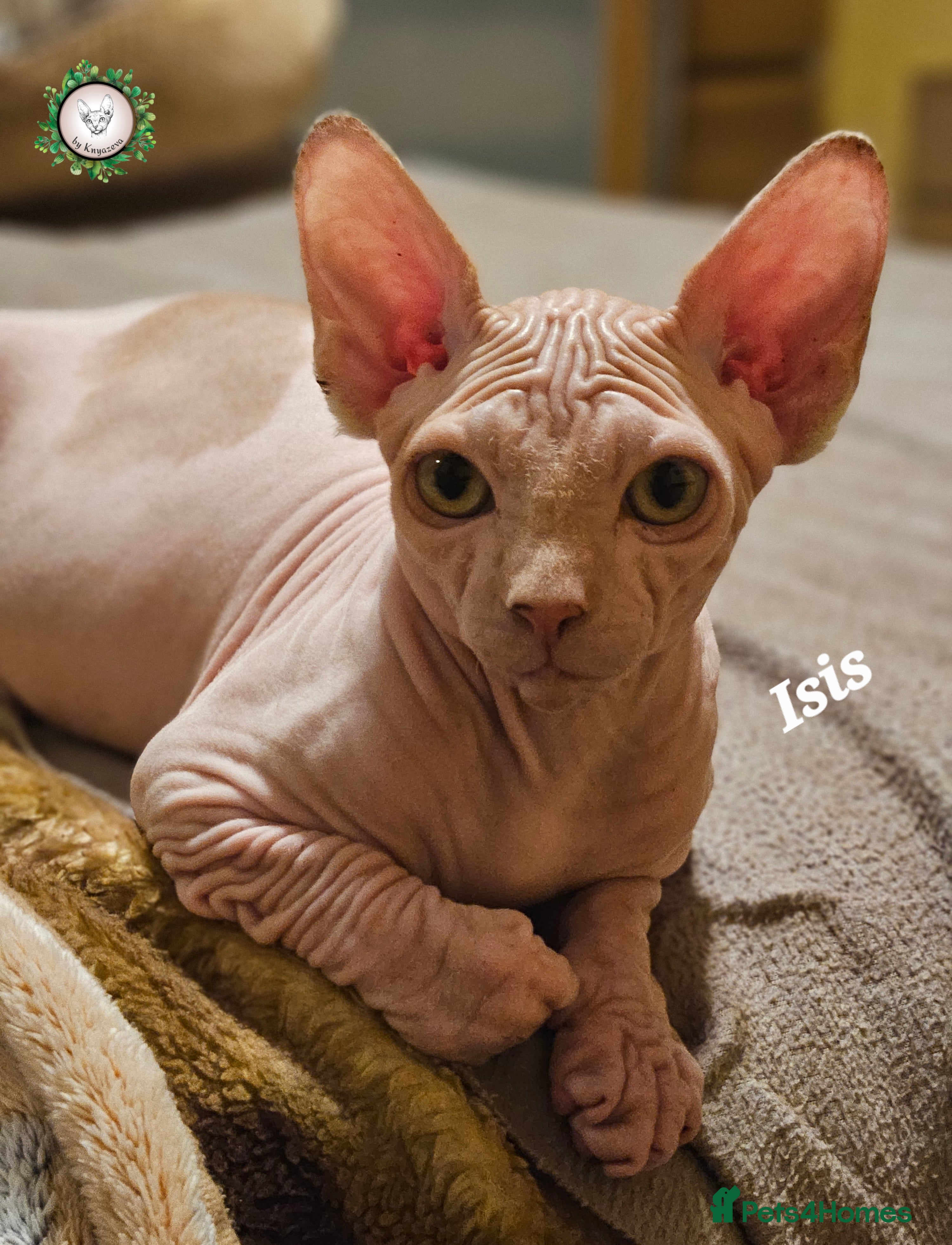 Sphynx cats Adorable Canadian Sphynx – Champion line - Advert 1
