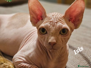 Sphynx cats Adorable Canadian Sphynx – Champion line - Advert 5