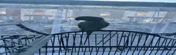 Parrots birds for sale: Alexander Parrot  - Advert 4