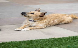 Mixed Breed dogs for adoption: Livvy - Image 3