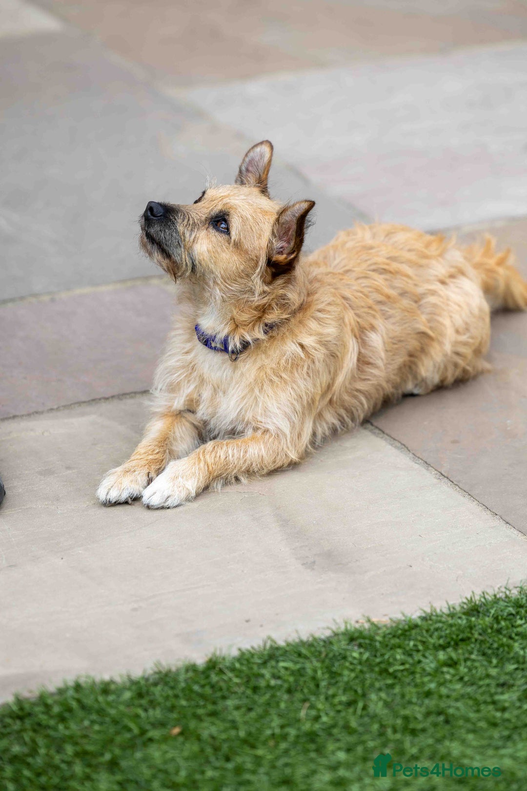 Mixed Breed dogs for adoption: Livvy - Image 3