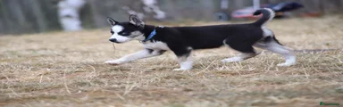 Huskita 5 blue 