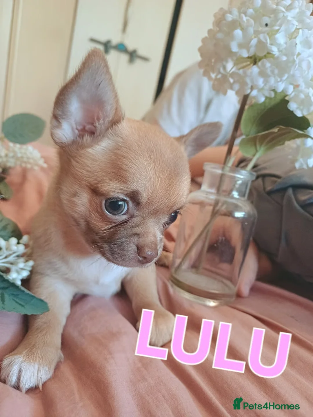 Chihuahua dogs for sale: Lovely Chihuahua Puppies Seeking Forever Homes  in Southsea - Advert 1