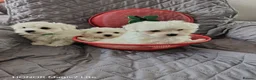 Maltese dogs for sale: Pure❤️ Maltese❤️puppies❤️  - Advert 3