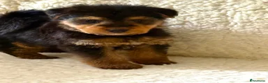 Welsh Terrier Puppy 1