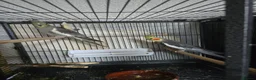 Cockatiels birds for sale: Beautiful proven grey cockatiel pair (2024 rings) - Advert 3