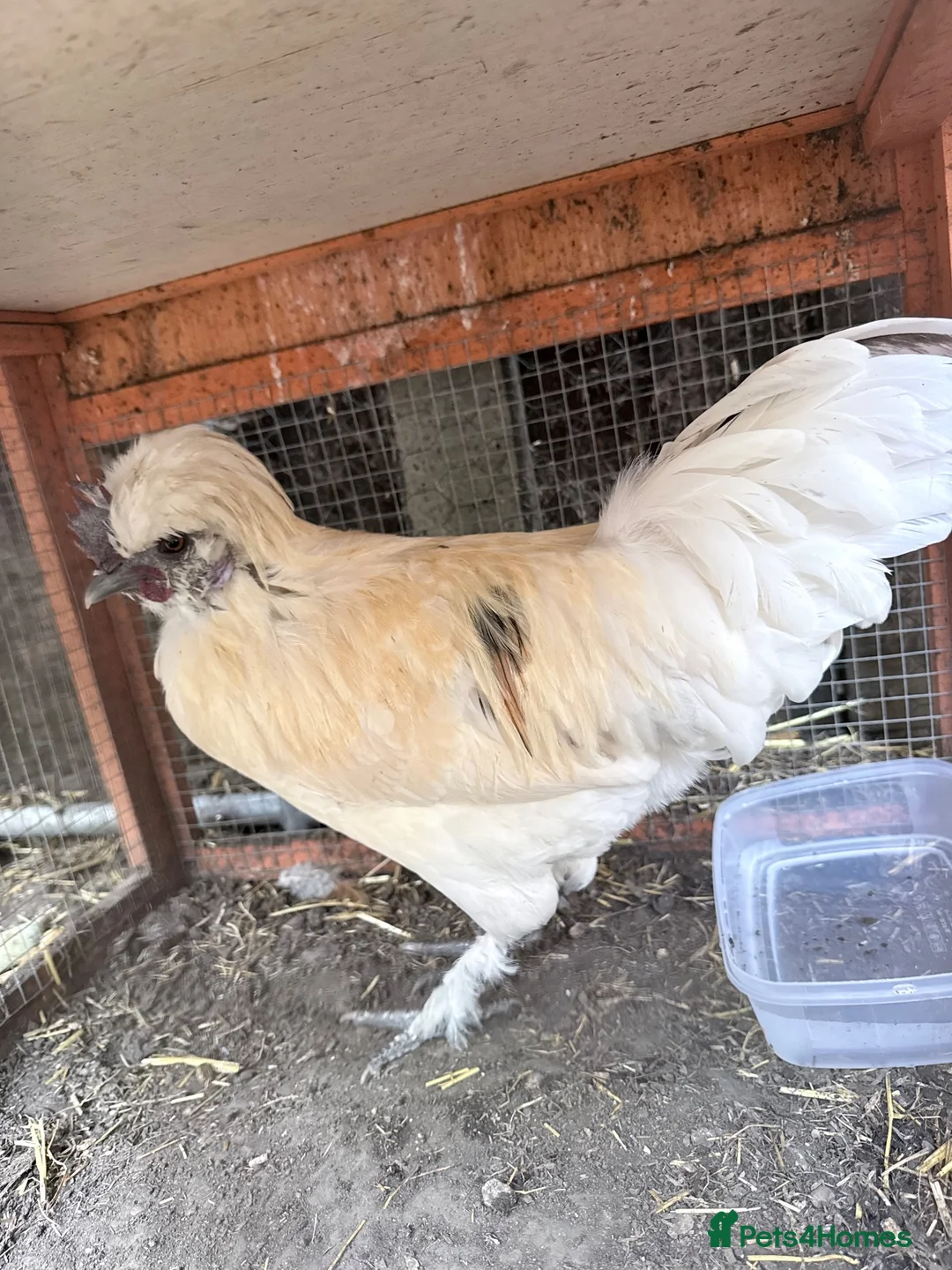 Hens poultry for sale: Complete Chicken Setup: 6 Laying Hens, 1 Rooster - Advert 7