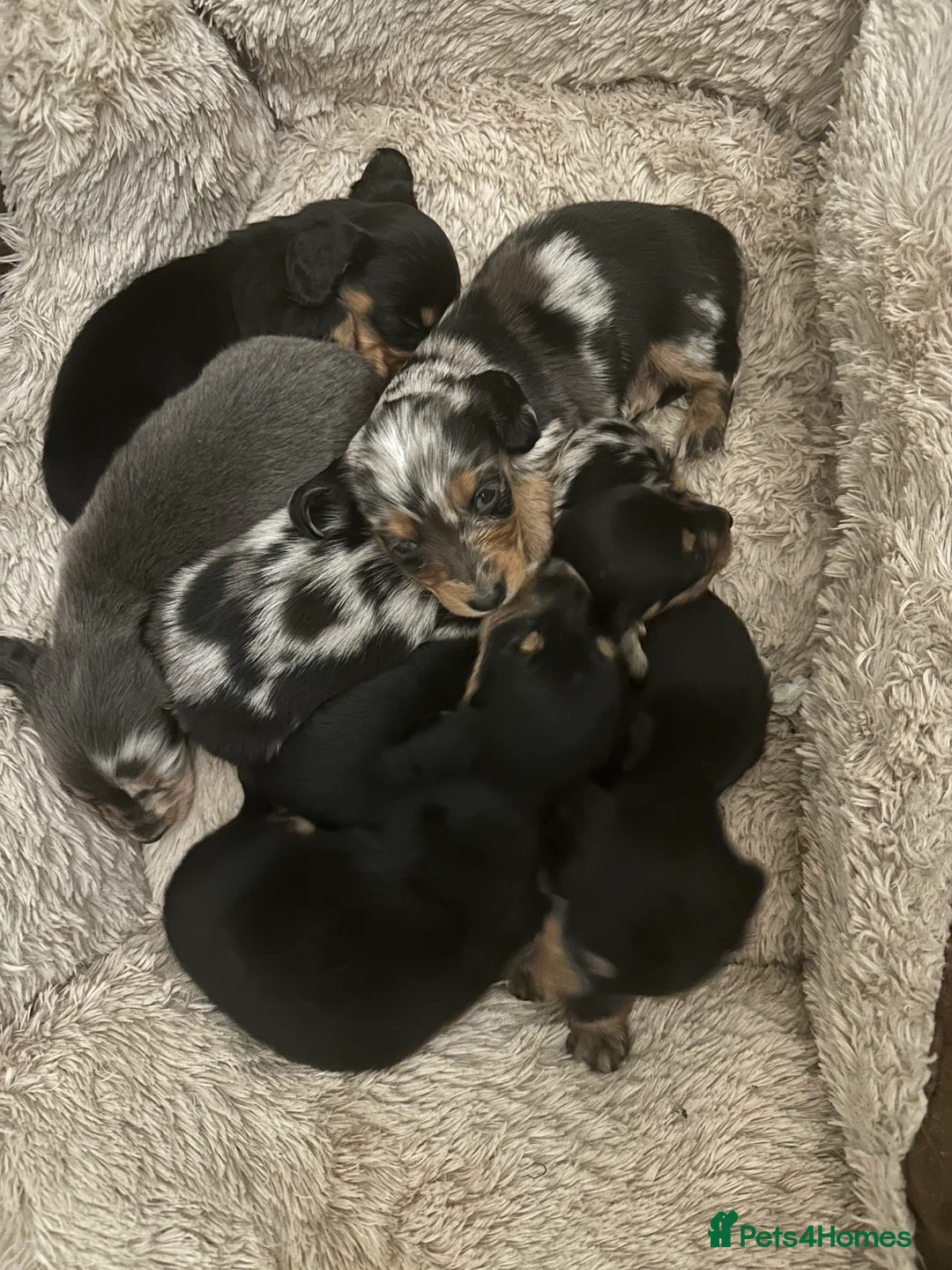 Miniature Dachshund dogs for sale: Longhairded dapple mini dachshunds  - Advert 8