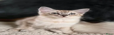 Ragdoll 4