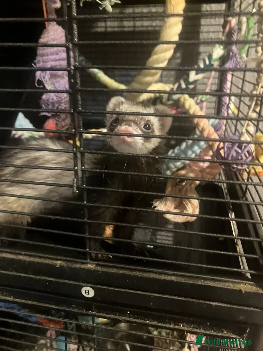 Ferret rodents for sale: 2 female ferrets  in Macclesfield - Advert 2