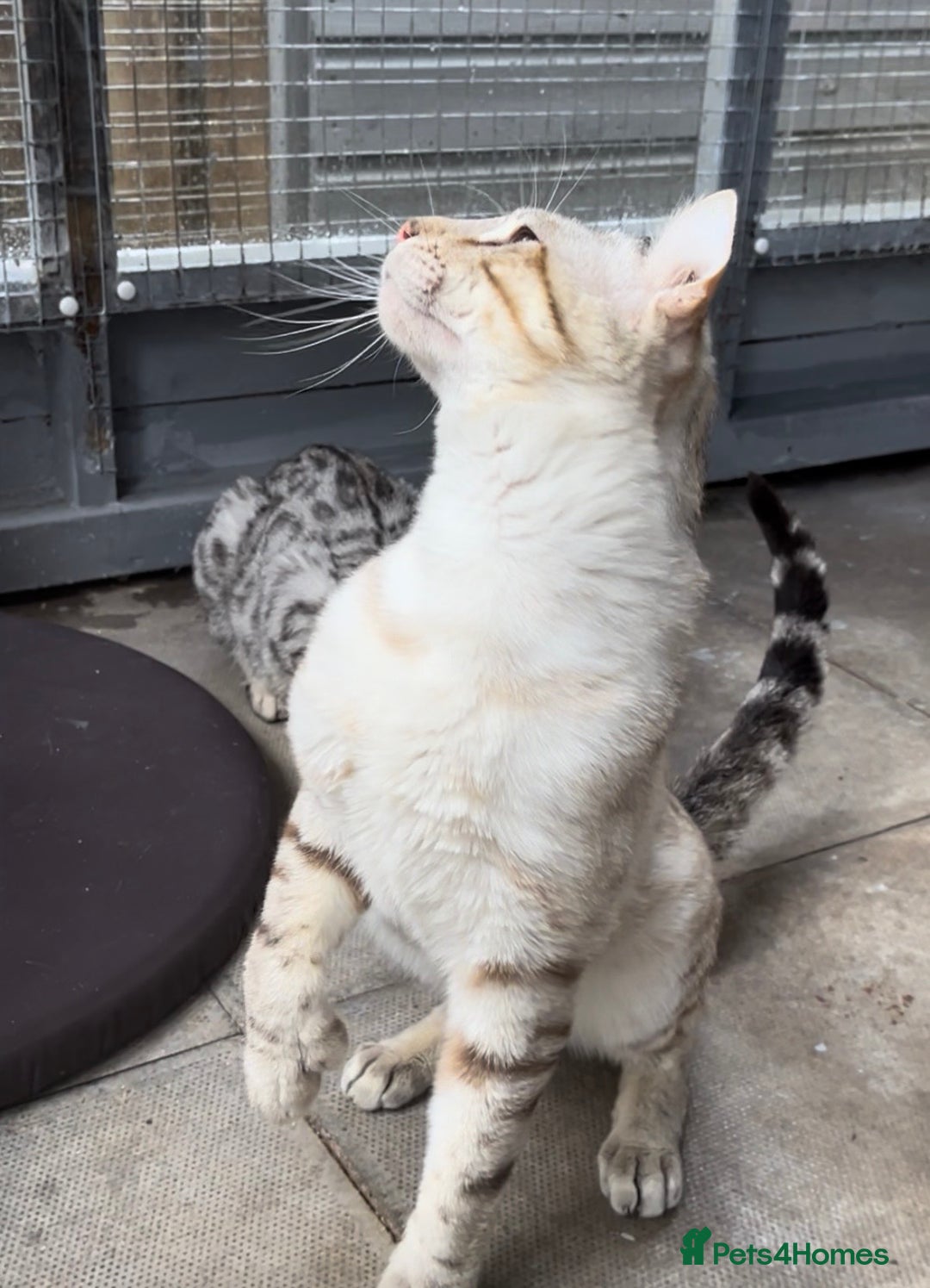 Keetso cats for sale: Gorgeous polydactyl curled eared boy  - Advert 14