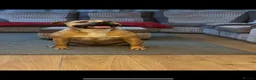 Cane Corso dogs for sale: Merle chunky Cane Corso X Bandogge puppies  - Advert 8