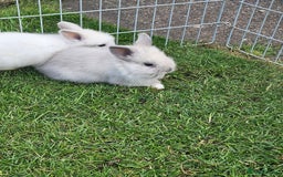 Lionhead rabbits for sale: Baby lionhead Rabbits-female ready to leave now  - Image 5