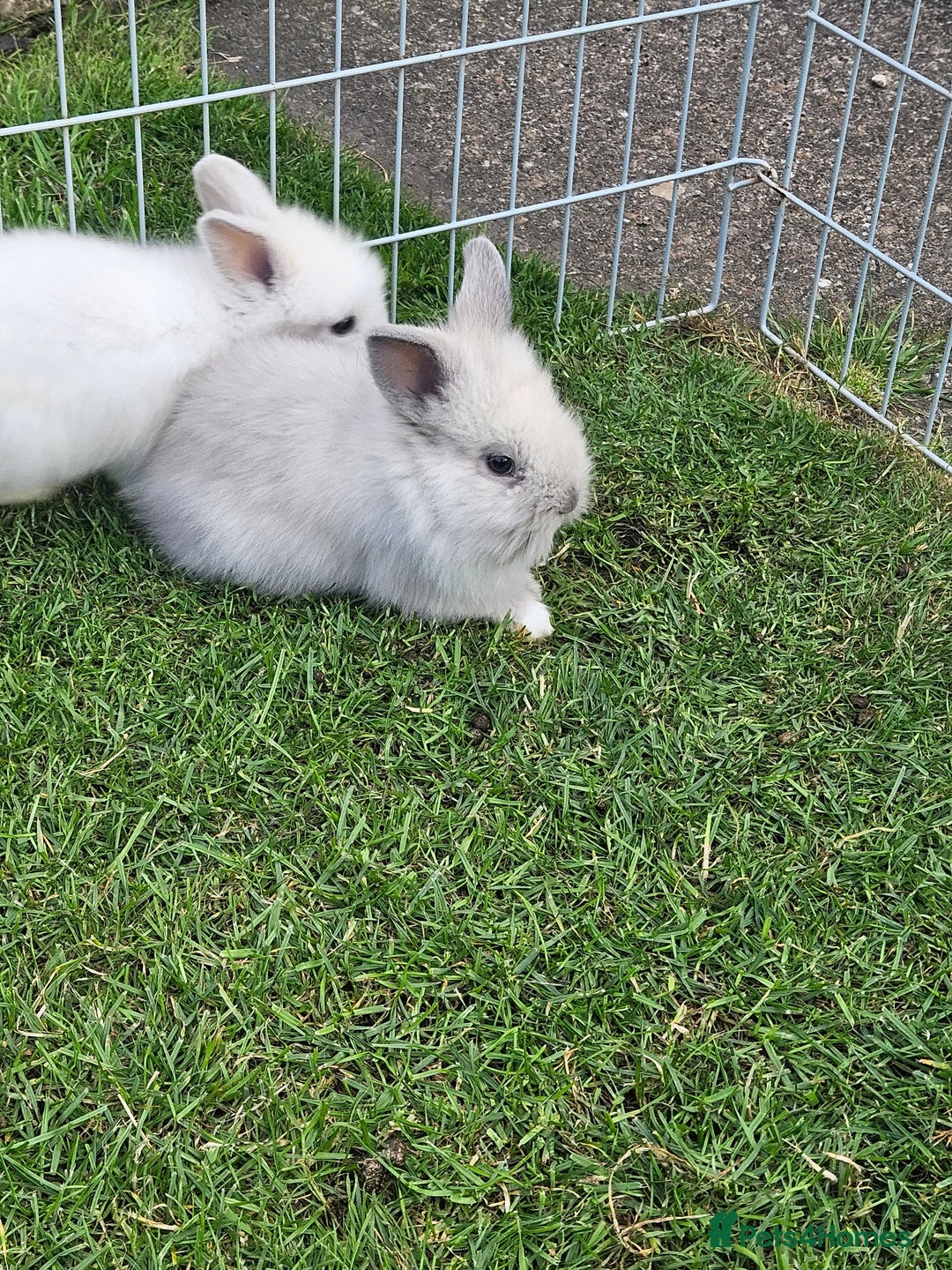 Lionhead rabbits for sale: Baby lionhead Rabbits-female ready to leave now  - Image 5