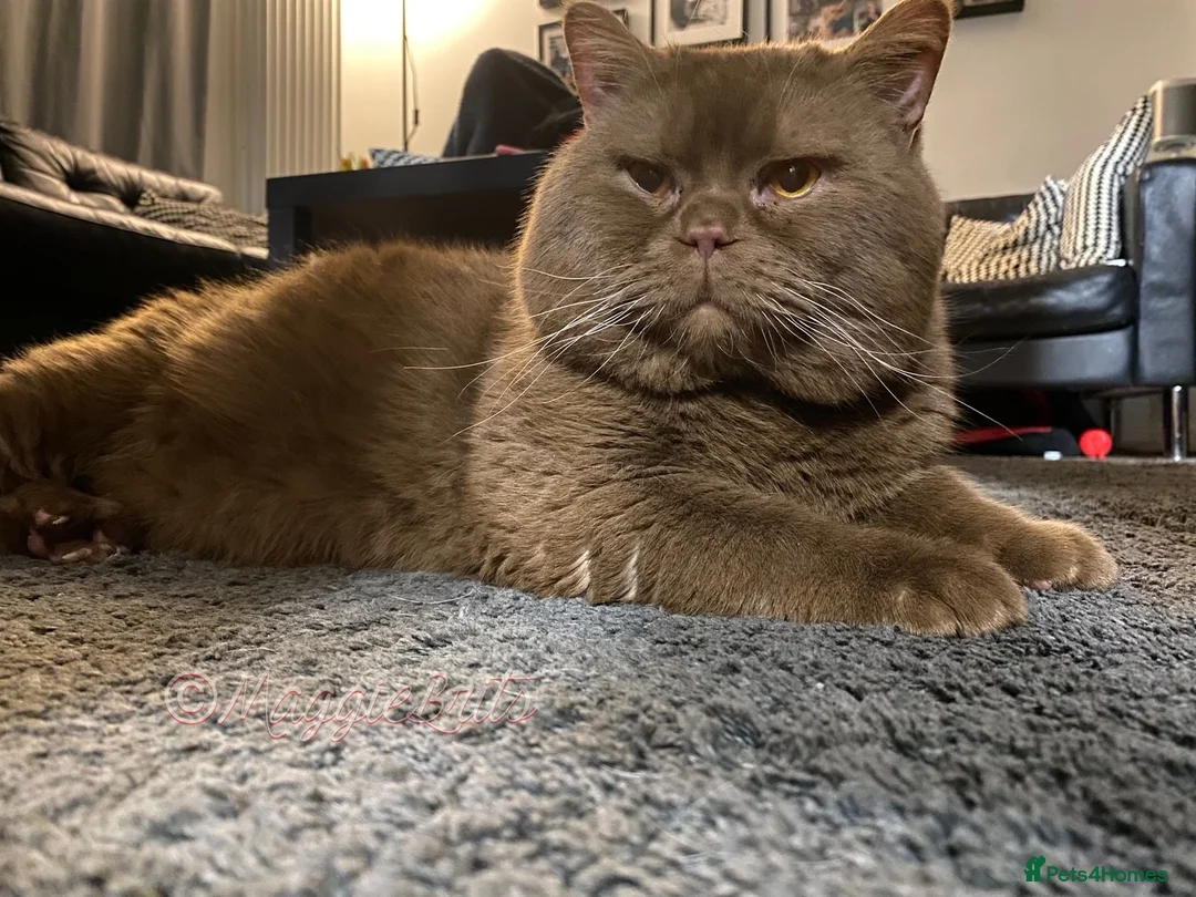 British Shorthair cats for stud: Supreme Grand Champion 🥇🏆🏅 in Northolt - Advert 8