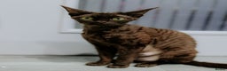 Devon Rex cats for sale: Adorable GCCF Registered DevonRex Kittens FOR SALE - Advert 36