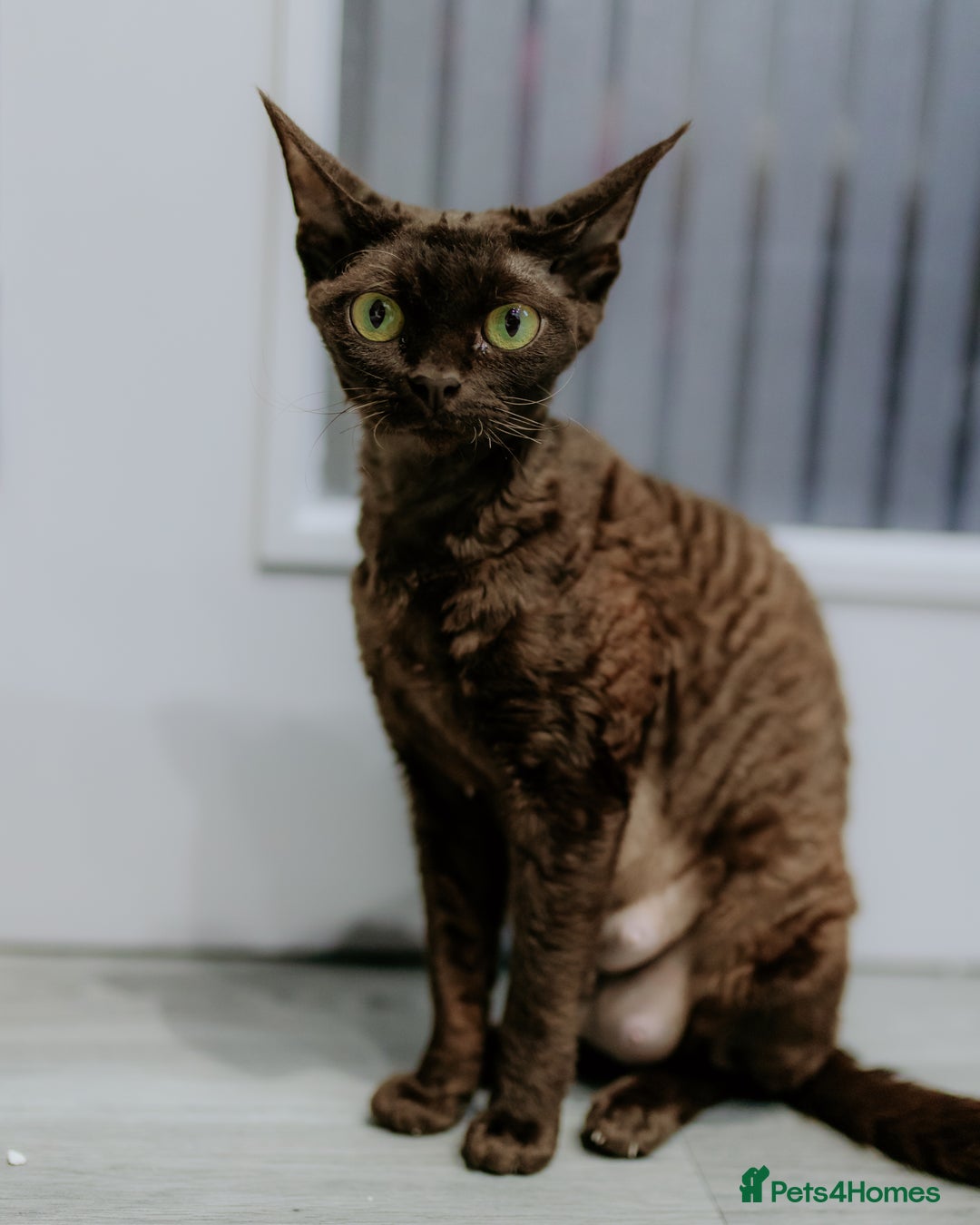 Devon Rex cats for sale: Adorable GCCF Registered DevonRex Kittens FOR SALE - Advert 36