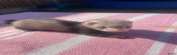 Ferret rodents for sale: Micro ferret kits - Advert 8