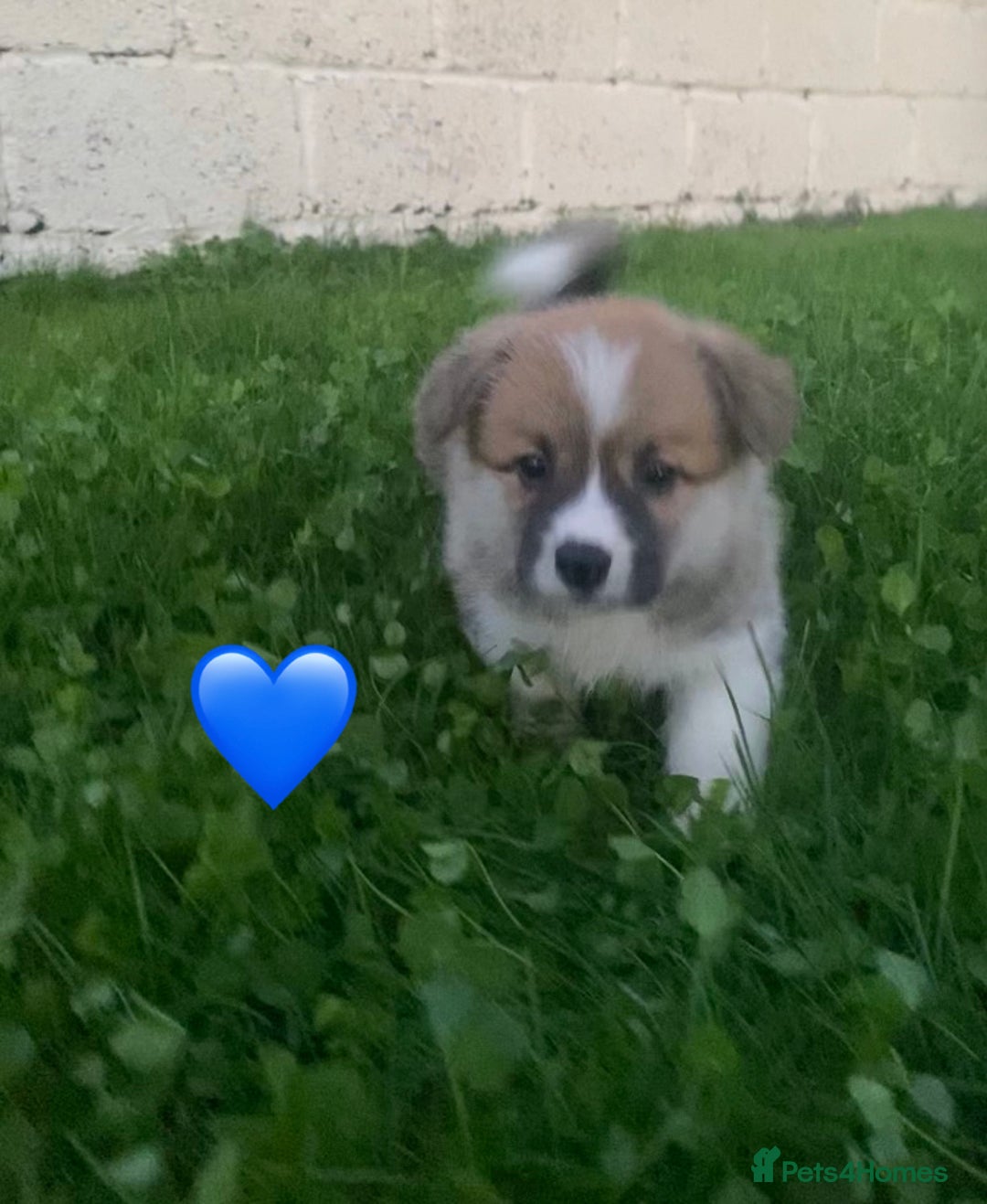 Welsh Corgi Pembroke dogs for sale: Champion Bloodline KC reg puppies - Image 3
