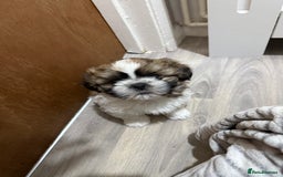 Shih Tzu dogs for sale: 3 beautiful shih tzus for sale  - Advert 2