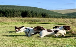 English Springer Spaniel dogs for sale: English Springer Spaniel Pups  - Image 15