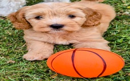 Cockapoo dogs for sale: READY NOW !! ONLY 3 COCKERPOO PUPPIES LEFT !!! in Alfreton - Image 1