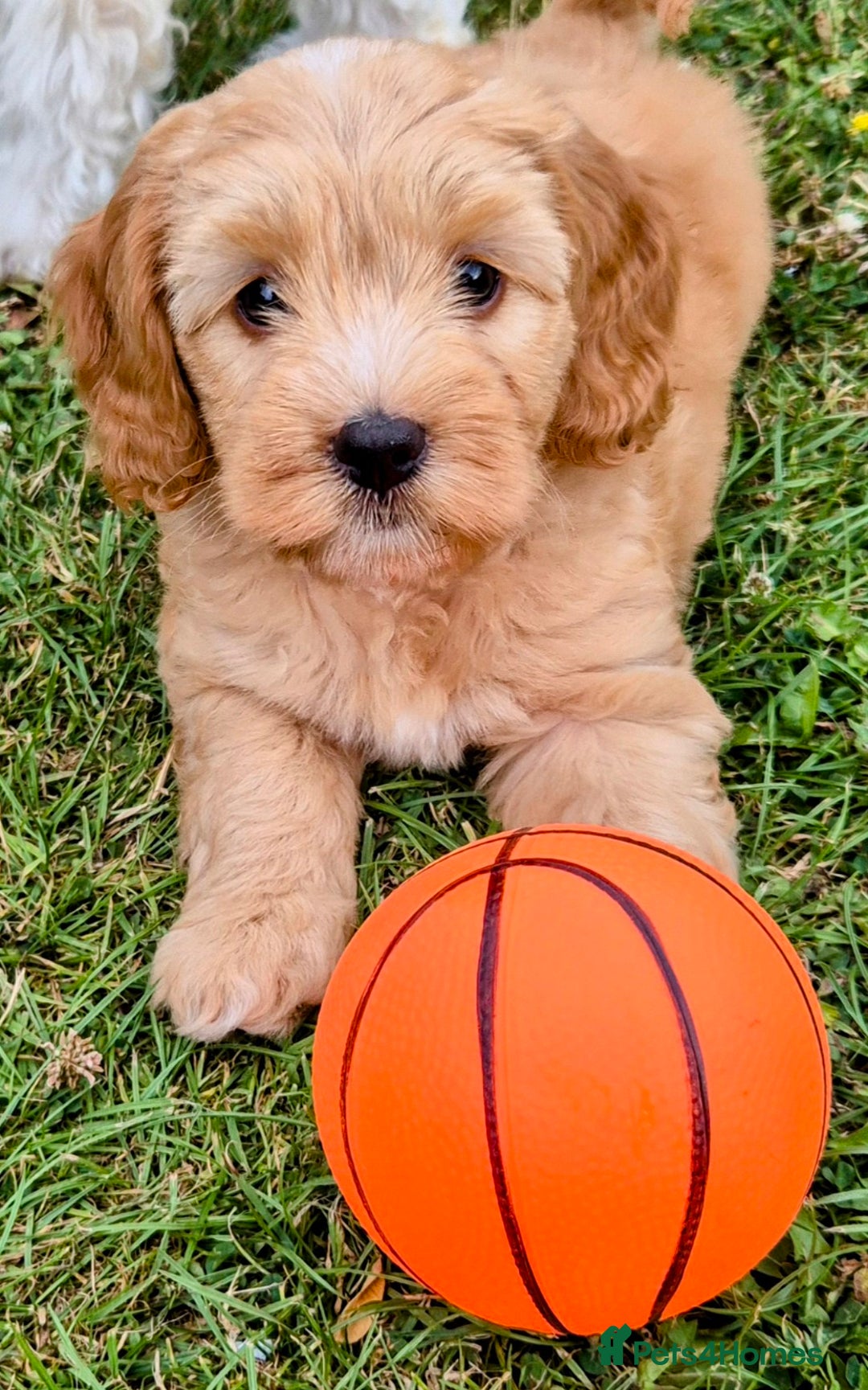 Cockapoo dogs for sale: READY NOW !! ONLY 3 COCKERPOO PUPPIES LEFT !!! in Alfreton - Image 1