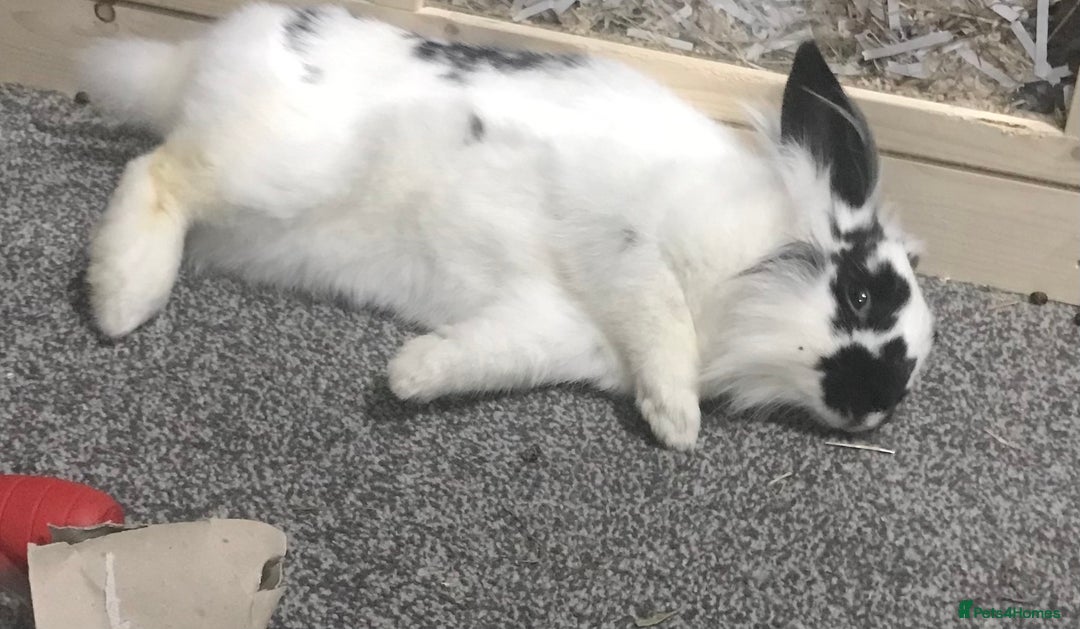Rex rabbits for sale: Rex Lionhead mix - Image 2