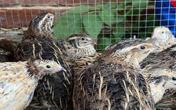 Quail poultry for sale: Mixed quails 5-6 weeks old - Image 2