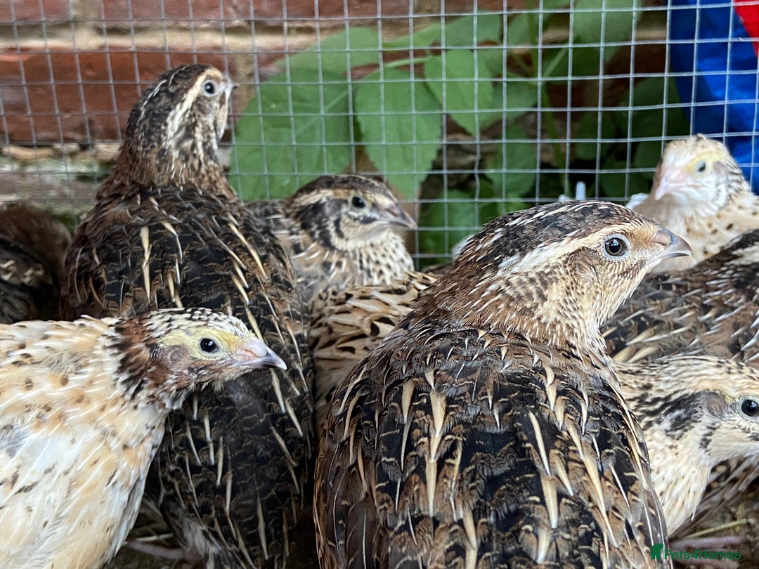 Quail poultry for sale: Mixed quails 5-6 weeks old - Image 2