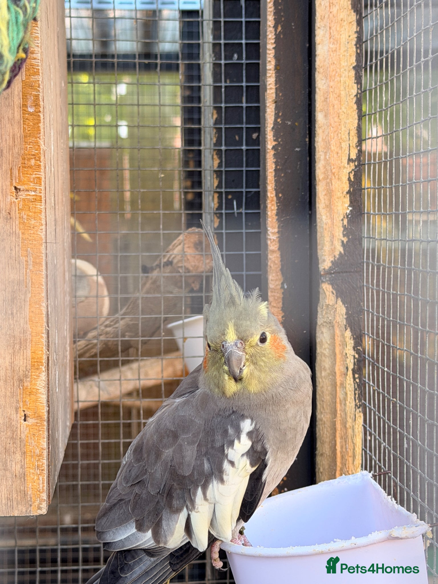 Cockatiels birds Female Grey cockatiel for sale - Advert 4