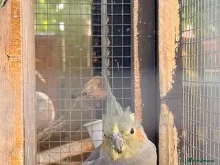 Cockatiels birds Female Grey cockatiel for sale - Advert 4