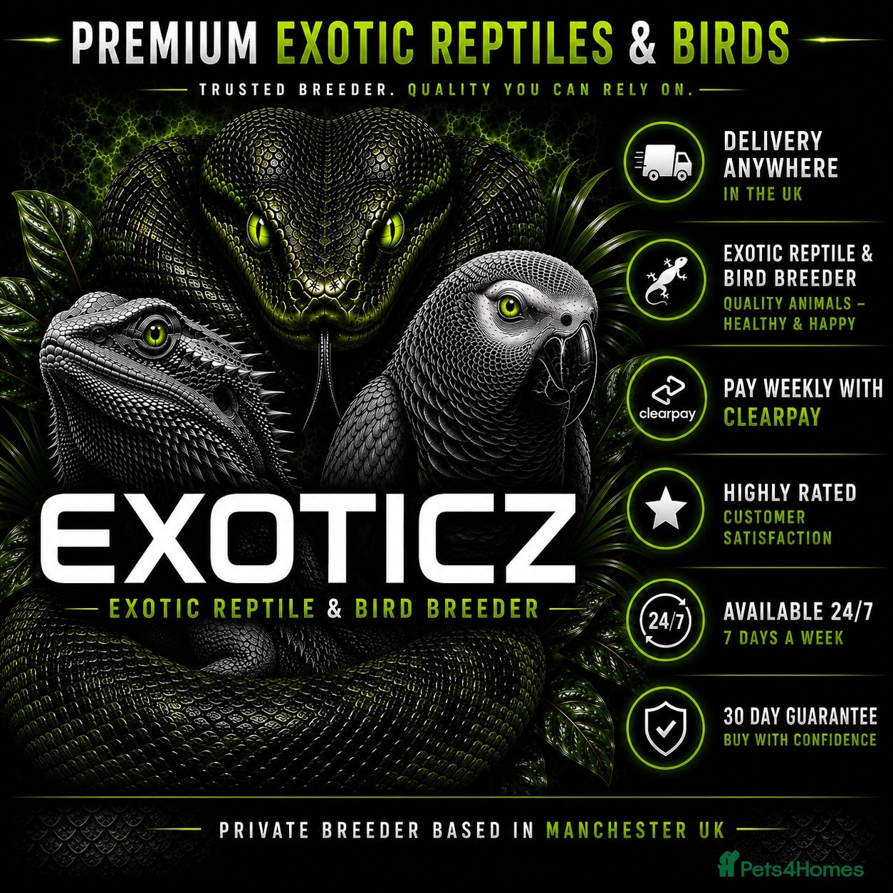 Tortoise reptiles 🐢 Tortoise Babies 🐢 - Advert 2