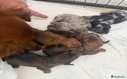 Dachshund dogs for sale: 6 beautiful Dapple Dachshunds left - Image 12