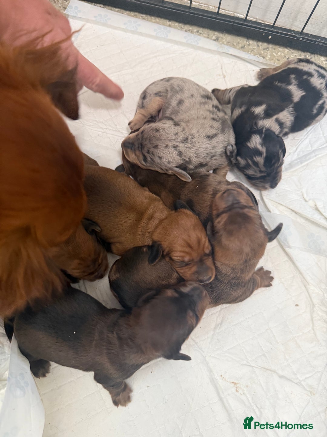 Dachshund dogs for sale: 6 beautiful Dapple Dachshunds left - Image 12