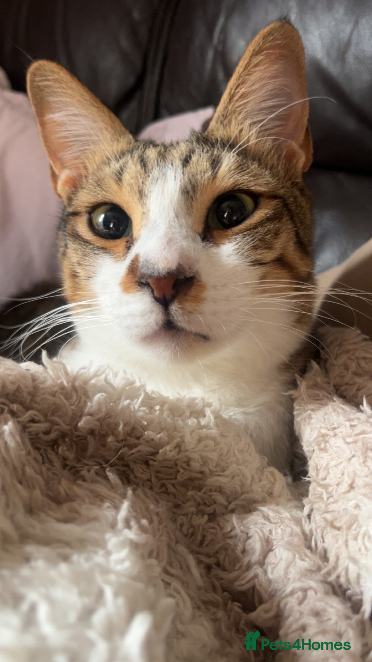 Arabian Mau cats Pablo the terrible! - Advert 6