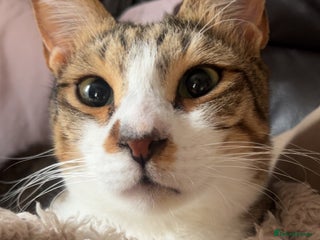 Arabian Mau cats - Advert 10