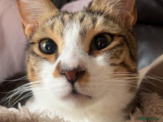 Arabian Mau cats Pablo - Advert 13